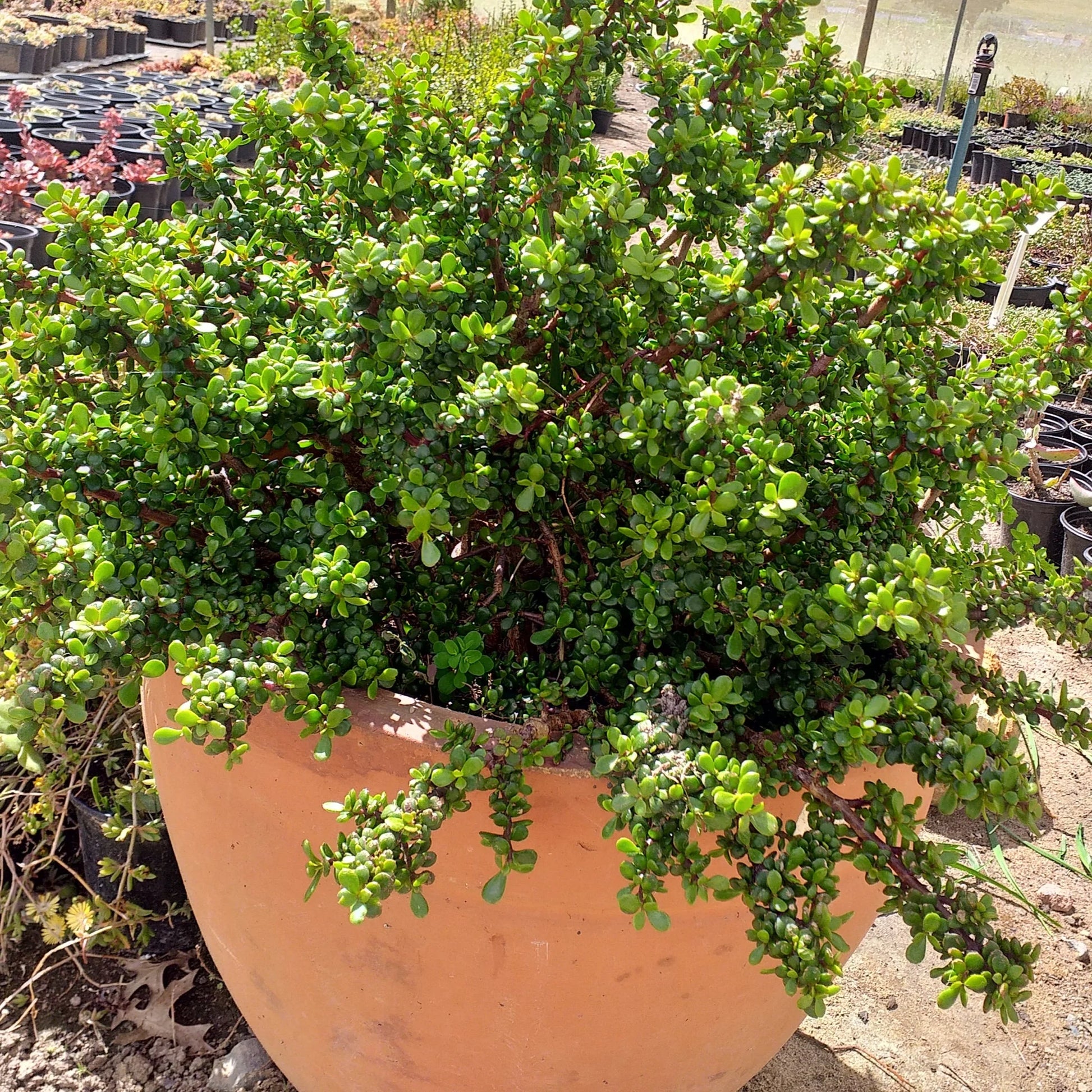 portulacaria afra carbon sequestration Portulacaria afra - Little Jim - Small leaved spekboom