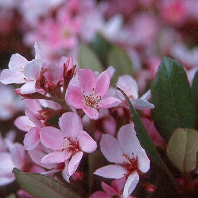 Rhaphiolepsis Dark Pink