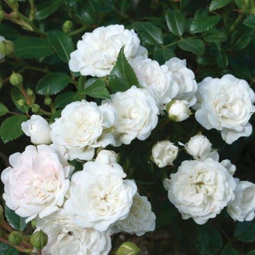 Rose - Crystal Fairy