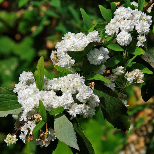 Spirea cantoniensis - Cape May