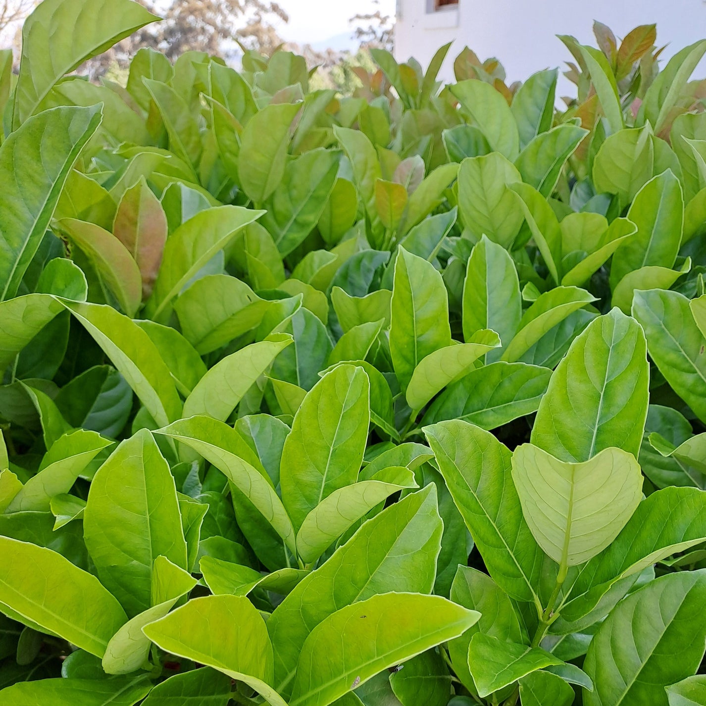 Viburnum sinensis Sweet Viburnum Hedges Online