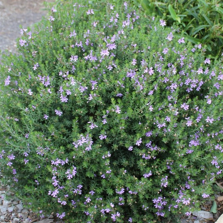 Westringia fruticosa - blue