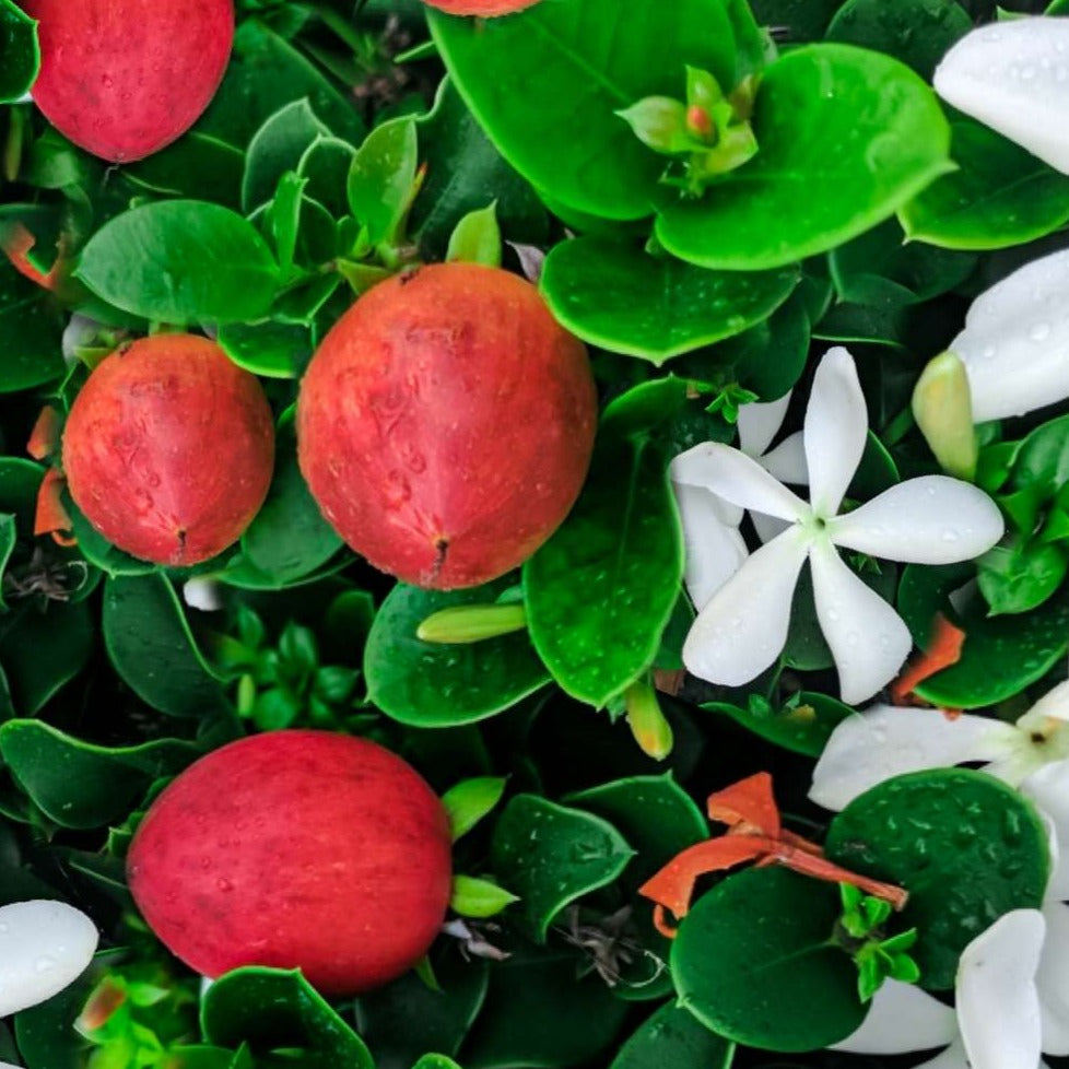 Carissa Plant Carissa Grandiflora (Natal Plum /Carissa Green Carpet