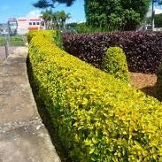 Duranta Gold
