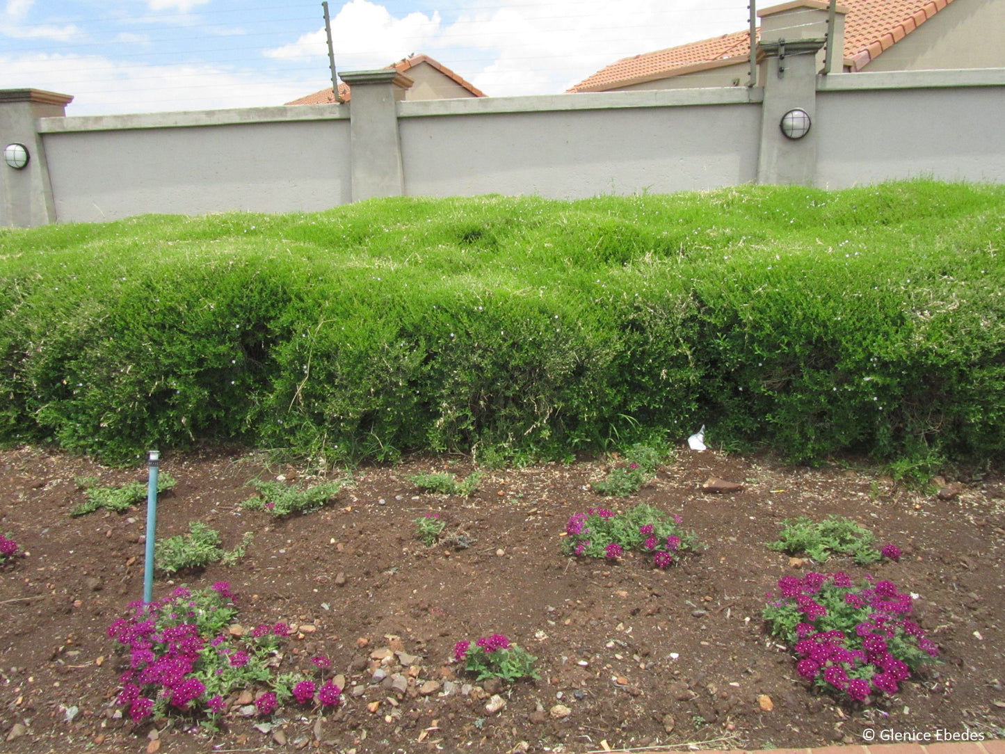 Freylinia tropica (Blue) - Honeybell Bush