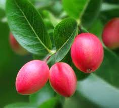 Carissa macrocarpa - Natal plum or num-num